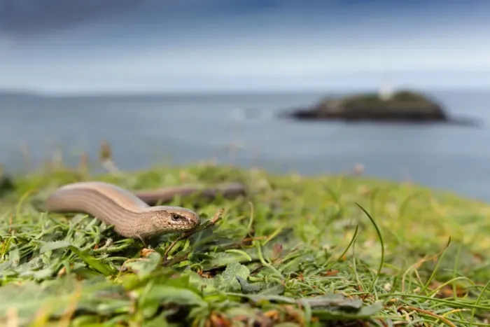 Framed Print : Slow Worm - Godrevy, Cornwall, UK Framed Print : Slow Worm - Godrevy, Cornwall, UK