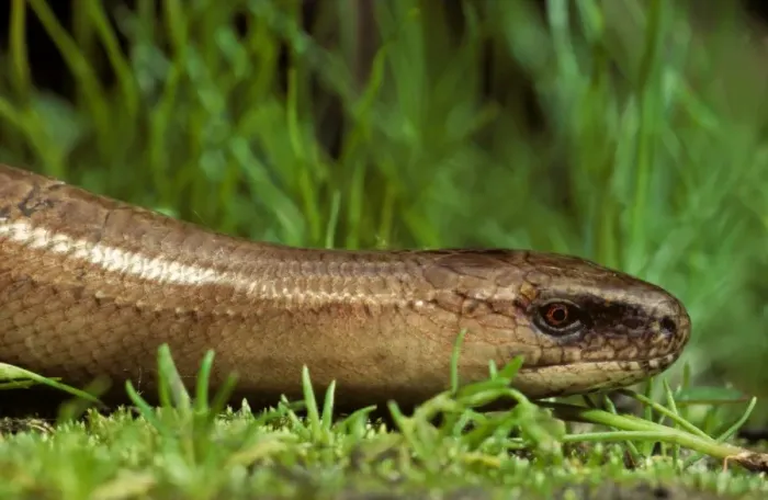 Framed Print : Slow Worm in grass close-up Framed Print : Slow Worm in grass close-up