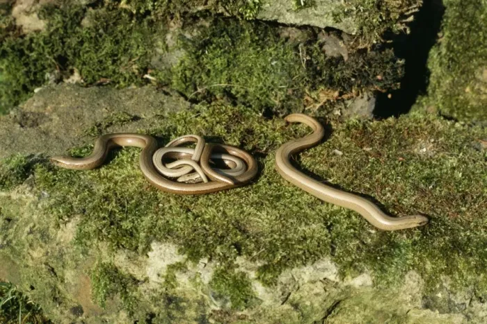 Framed Print : Slow-Worm LB 12972 Emerging from hibernation Angus fragilis © Ian Beames  /  ARDEA LONDON