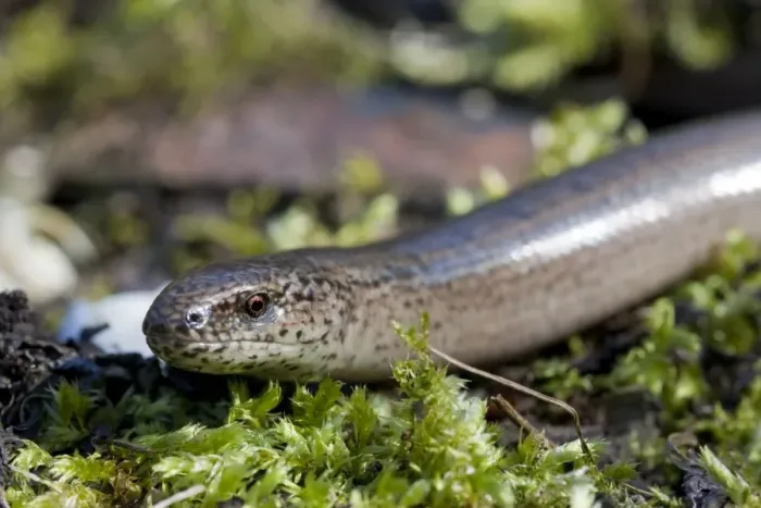 Framed Print : Slow Worm - single adult basking. England, UK