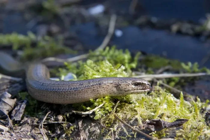 Framed Print : Slow Worm - single adult basking with tongue flicking out. England, UK Framed Print : Slow Worm - single adult basking with tongue flicking out. England, UK
