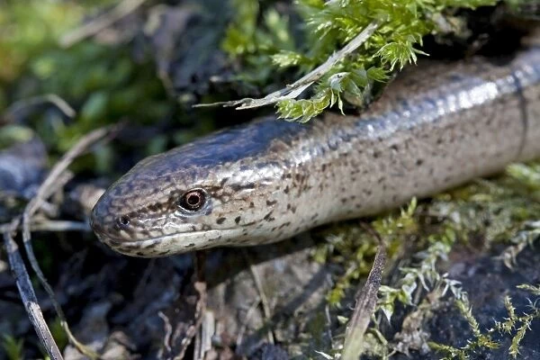 Slow Worm - Single adult emerging from the undergrowth. Close up of head. Wiltshire, England