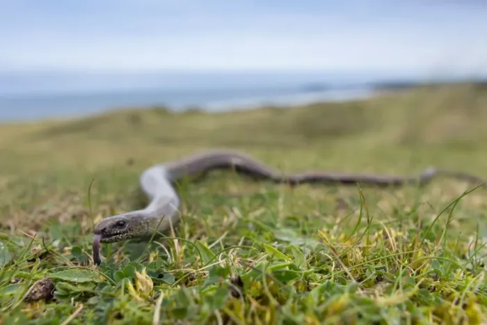 Framed Print : Slow Worm - Upton Towans, Cornwall, UK Framed Print : Slow Worm - Upton Towans, Cornwall, UK