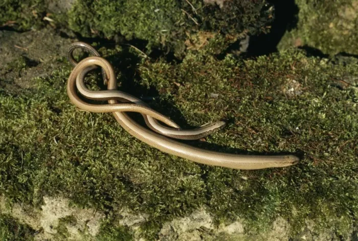 Framed Print : Slow Worms Emerging form hibernation Framed Print : Slow Worms Emerging form hibernation