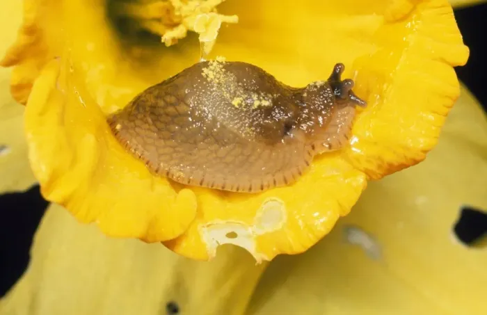 Framed Print : Slug - eating Daffodil in garden UK Framed Print : Slug - eating Daffodil in garden UK