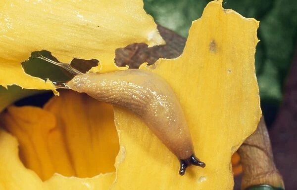 Slug - eating Daffodil in garden, UK