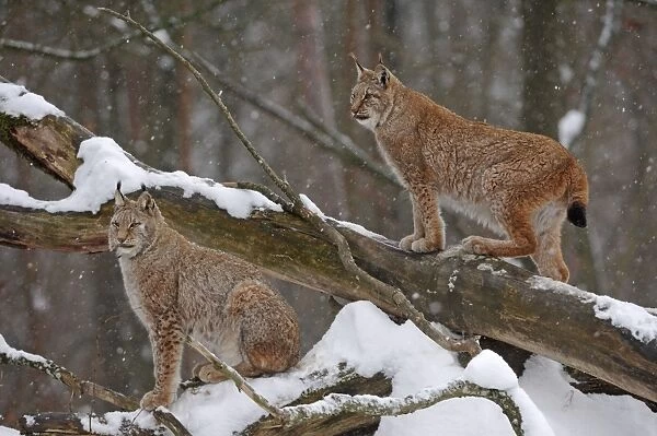 Luchs. SM-1754. European Lynx - in snow. Germany
