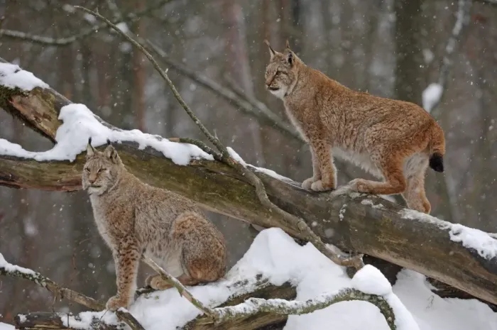 Framed Print : Luchs. SM-1754. European Lynx - in snow. Germany Framed Print : Luchs. SM-1754. European Lynx - in snow. Germany