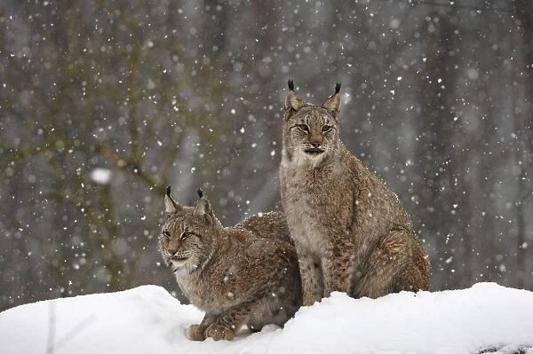 Luchs. SM-1755. European Lynx - in snow. Germany