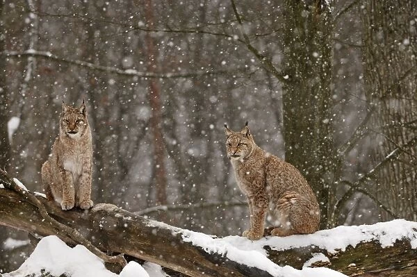 Luchs. SM-1757. European Lynx in snow. Lynx lynx