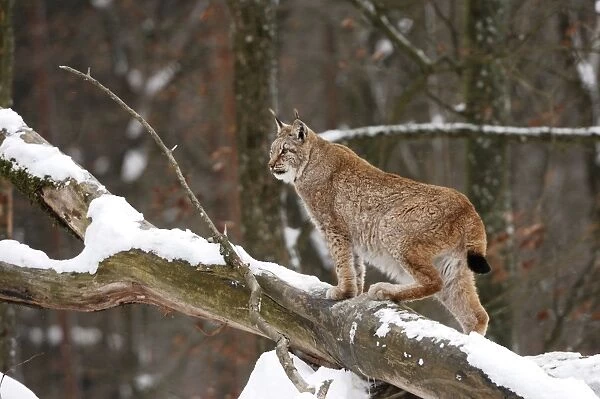 Luchs. SM-1758. European Lynx in snow. Germany