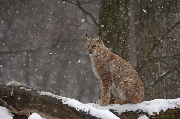 Luchs. SM-1759. European Lynx - in snow. Germany