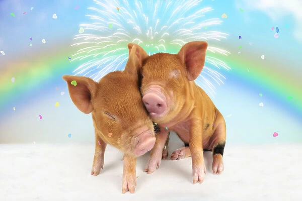 SM-1850-M. Kune piglets pair embracing under rainbow firework & confetti