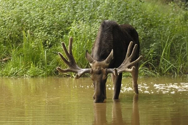 Elch. SM-2080. European Moose - bull drinking water