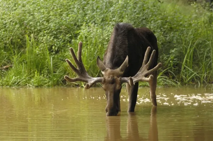 Framed Print : Elch. SM-2080. European Moose - bull drinking water Framed Print : Elch. SM-2080. European Moose - bull drinking water