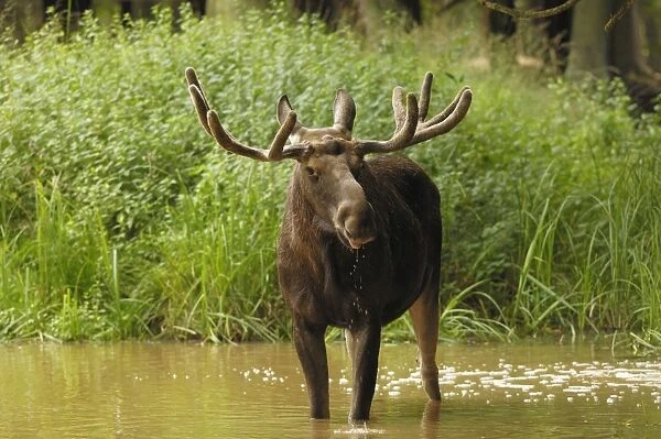 Elch. SM-2081. European Moose - bull standing in water
