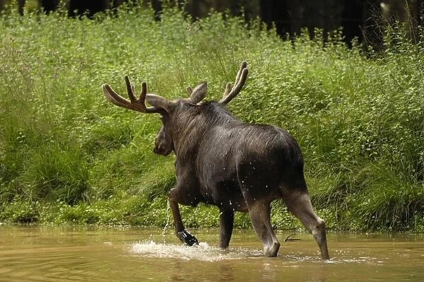 Elch. SM-2082. European Moose - bull wading in water