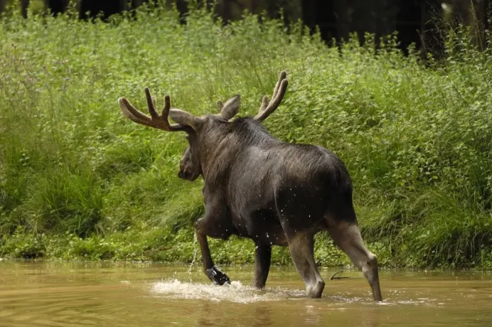 Framed Print : Elch. SM-2082. European Moose - bull wading in water Framed Print : Elch. SM-2082. European Moose - bull wading in water