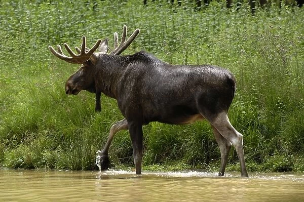 Elch. SM-2083. European Moose - bull wading in water