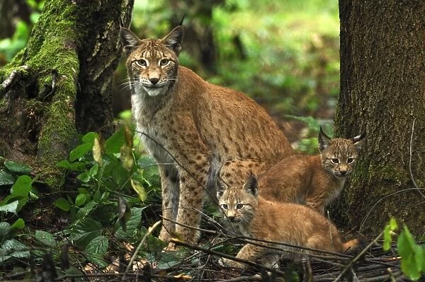 Luchs. SM-2113. European Lynx - mother with kitten