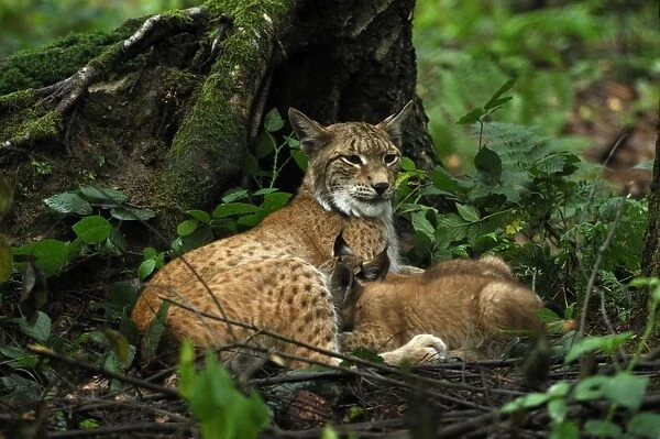 Luchs. SM-2115. European Lynx - mother nursing kitten