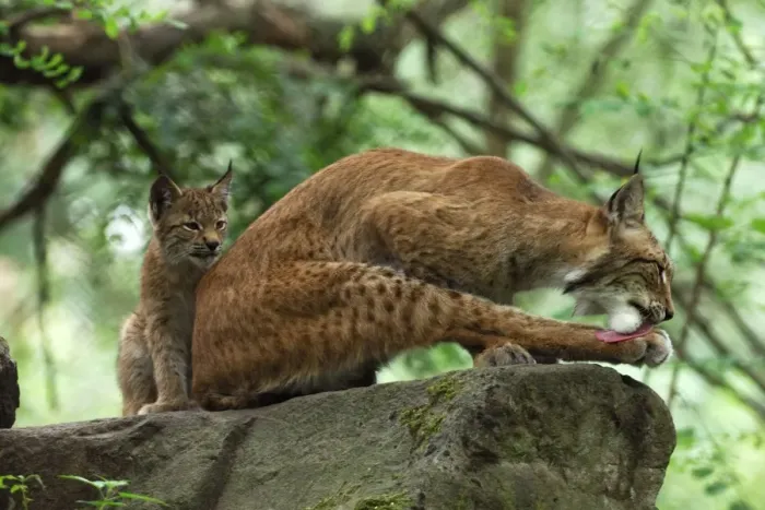 Framed Print : Luchs. SM-2117. European Lynx - mother with kitten Framed Print : Luchs. SM-2117. European Lynx - mother with kitten