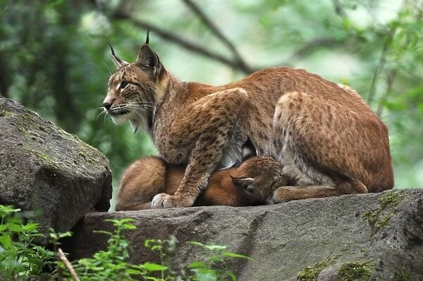 Luchs. SM-2119. European Lynx - mother nursing kitten