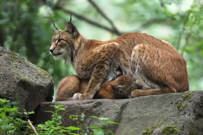 Framed Print : Luchs. SM-2119. European Lynx - mother nursing kitten Framed Print : Luchs. SM-2119. European Lynx - mother nursing kitten
