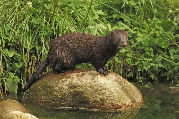 Framed Print : Nerz. SM-2131. American Mink,. Germany. Mustela vision Framed Print : Nerz. SM-2131. American Mink,. Germany. Mustela vision