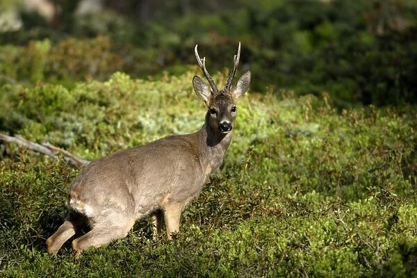 Reh. SM-2161. Roe Deer - buck in springtime,