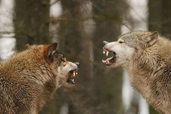 Wolf. SM-2188. Wolf - intimidation (priority behaviour)