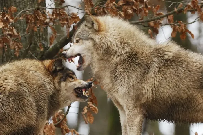 Framed Print : Wolf. SM-2189. Timber Wolf - intimidation (priority behaviour), Framed Print : Wolf. SM-2189. Timber Wolf - intimidation (priority behaviour),