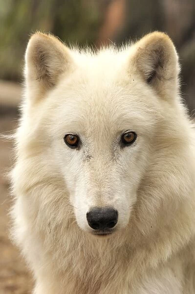 Wolf. SM-2190. Arctic  /  Tundra Wolf - portrait