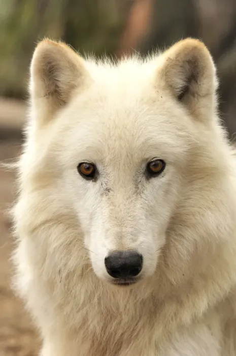 Framed Print : Wolf. SM-2190. Arctic / Tundra Wolf - portrait Framed Print : Wolf. SM-2190. Arctic / Tundra Wolf - portrait