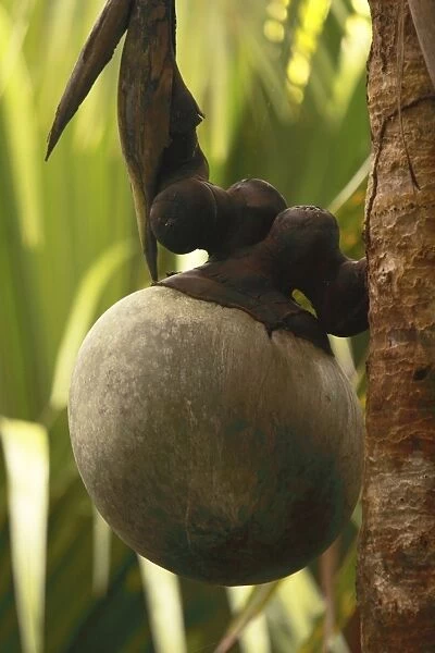 SM-2563. Coconut - 'Coco de Mer'. Valle de Mai National Park - Praslin - Seychelles