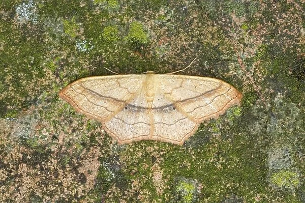 Smal Blood-vein Moth Scopula imitaria Essex, UK IN000457