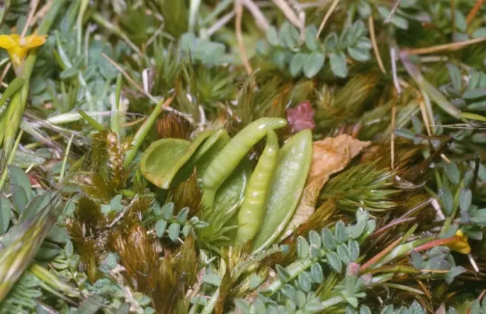 Framed Print : Small Adders Tongue Fern St. Agnes Scilly Framed Print : Small Adders Tongue Fern St. Agnes Scilly