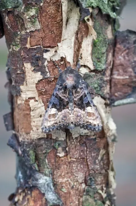 Framed Print : Small Angle Shades Moth - Lincolnshire - England Framed Print : Small Angle Shades Moth - Lincolnshire - England