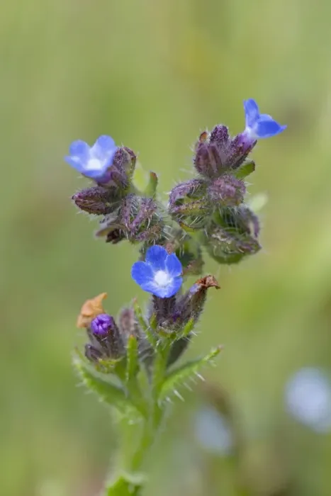 Framed Print : Small / Annual Bugloss - Cornwall - UK Framed Print : Small / Annual Bugloss - Cornwall - UK