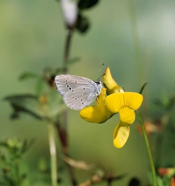 Small Blue Butterfly - Male - at yellow flower (Trefoil?)