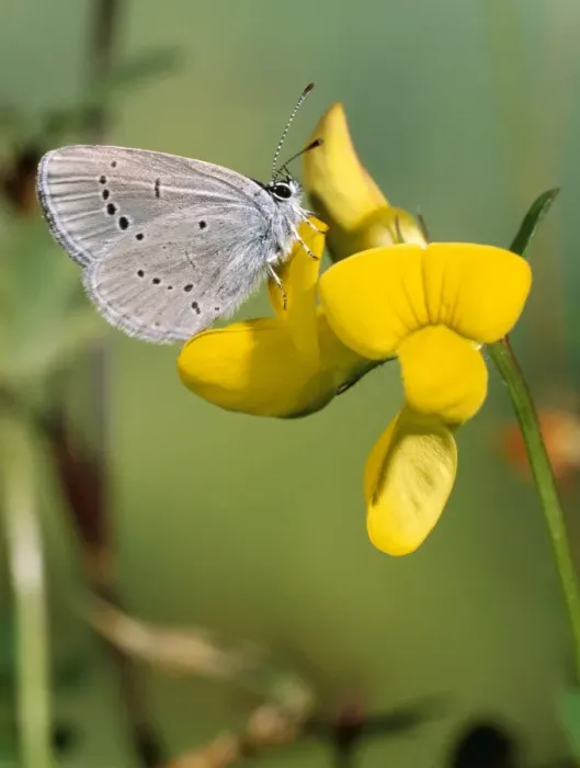 Framed Print : Small Blue Butterfly - Male - at yellow flower (Trefoil?) Framed Print : Small Blue Butterfly - Male - at yellow flower (Trefoil?)