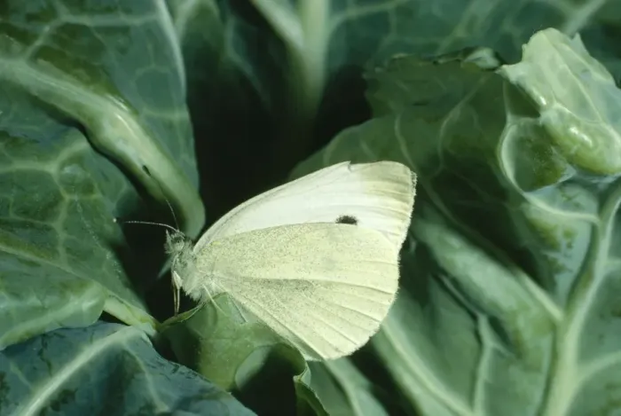Framed Print : Small Cabbage White Butterfly - On cabbage Framed Print : Small Cabbage White Butterfly - On cabbage