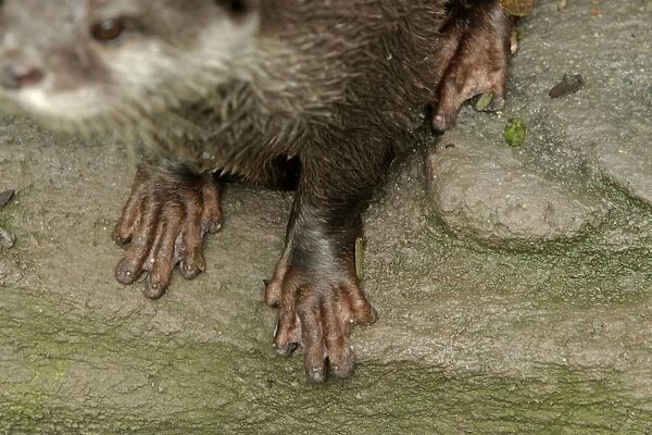 Small-clawed otter feet. Zoo Negara, Kuala Lumpur, Malaysia