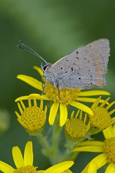 Small  /  Common Copper Butterfly - on Common Ragwort (Senecio jacobaea) - England - UK - Wings closed-side view - in August