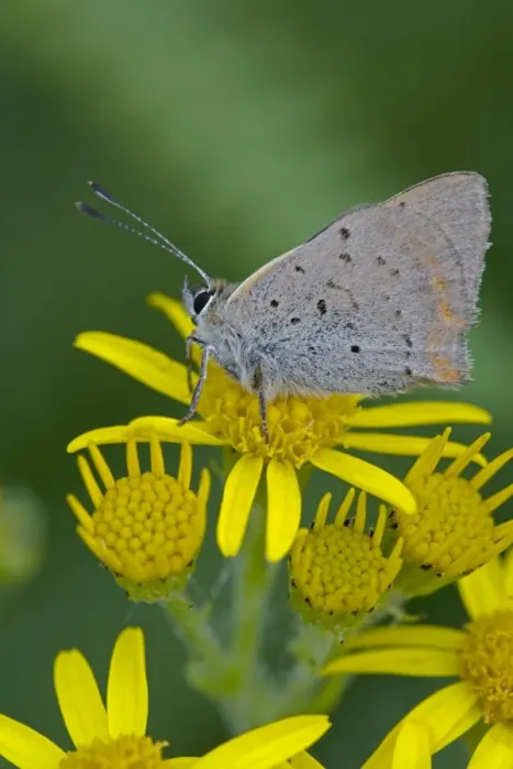 Framed Print : Small / Common Copper Butterfly - on Common Ragwort (Senecio jacobaea) - England - UK - Wings closed-side view - in August Framed Print : Small / Common Copper Butterfly - on Common Ragwort (Senecio jacobaea) - England - UK - Wings closed-side view - in August