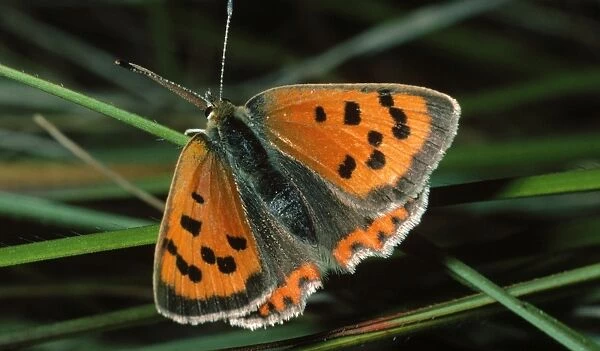 Small Copper Butterfly