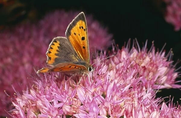 Small Copper Butterfly SPH 2413 UK Lycaena phlaeas © Steve Hopkin  /  ARDEA LONDON