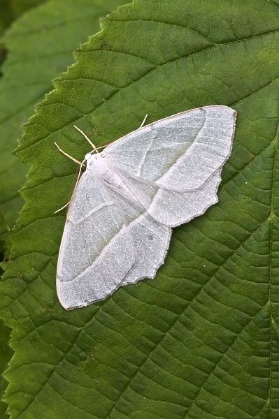 Small Emerald Moth - Resting on hazel leaf - Lincolnshire - England