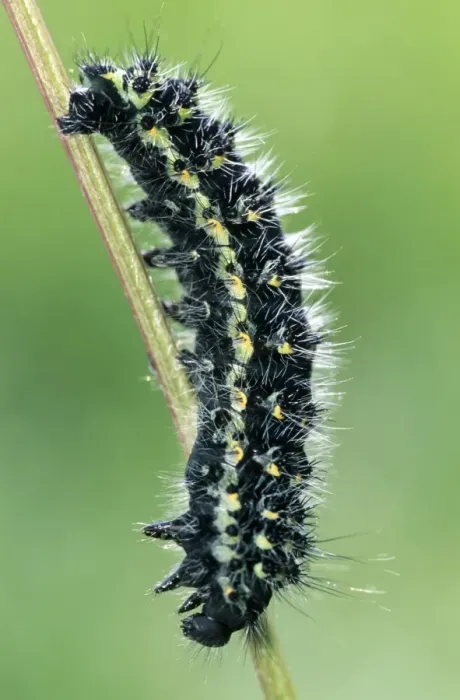 Framed Print : Small Emperor Moth Caterpillar - France Framed Print : Small Emperor Moth Caterpillar - France