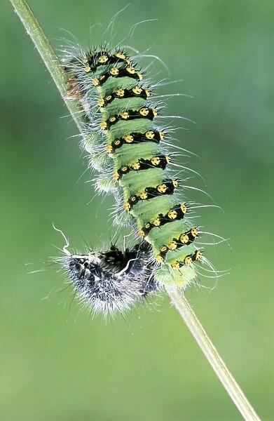 Small Emperor Moth - caterpillar shedding its skin - France